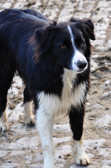 Border collie in front of a background