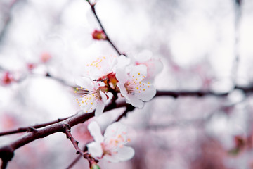 tender blooming in spring, warming, sunny day. beautiful young apricot flower on a branch in the garden, close-up