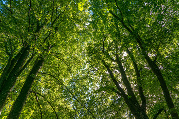 Low angle view of beech trees in sunlight