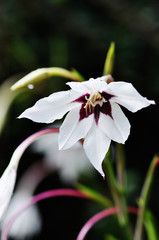 White and pink flower closeup