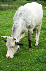 cow on the lawn