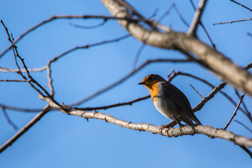 European robin Erithacus rubecula bird perching on a twig of a tree