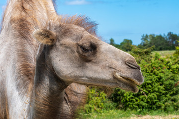 Fototapeta premium Side portrait of a brown camel in Sunlight
