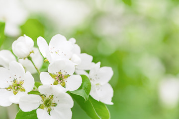 Blooming garden apple tree. White flowers on tree branches. Trees bloom at spring time. Natural background. Selective focus.