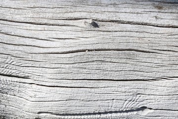 Closeup of a piece of white driftwood