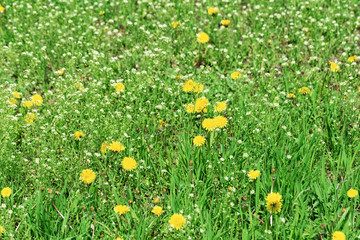 Meadow grass, green spring lawn with bright yellow blowballs and white wild flowers. Flowery background.