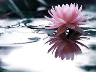 Beautiful pink lotus flower, lily water in a pond