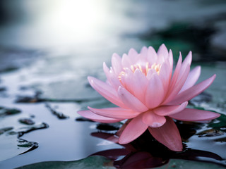 Beautiful pink lotus flower, lily water in a pond