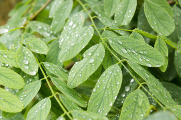 raindrops on green leaves of acacia