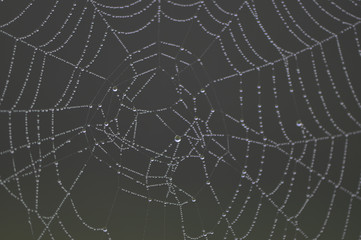 Spider web droplets