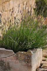 Lavender in old stone pot