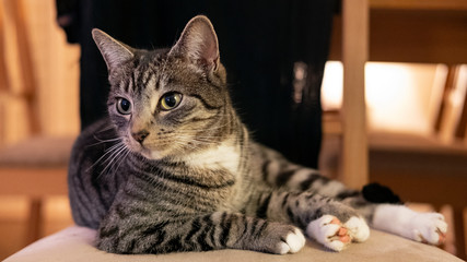 Domestic cat looking to the left and sitting on a chair in a calm, relaxed position; adorable,...