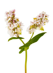 Buckwheat  flowers