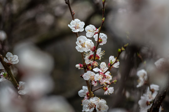Nice white apricot spring flowers branch macro photography