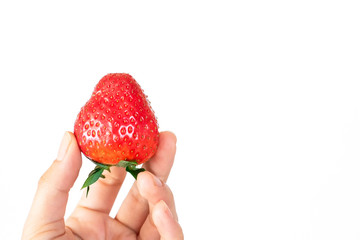 Big ripe strawberry berry in hand isolated on white background