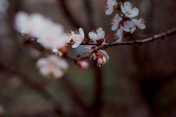tender blooming in spring, young leaves, warming on a sunny day. beautiful young apricot flower on a green branch in the garden, close-up