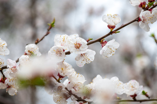 Nice white apricot spring flowers branch macro photography