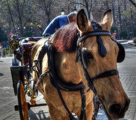 Portrait of a yellow dun horse in the Triumph Square (Plaza del Triunfo),Seville, Spain.  Horse...