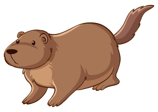 Brown beaver on white background