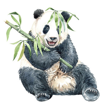 Watercolor Panda with Bamboo paint for Baby shower, POD, Mother's day, Panda digital file Panda watercolor layer path, clipping path isolated on white background.