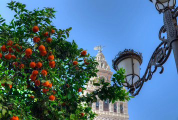 Selective focus on the orange tree in the foreground. Giralda tower in the background.  Sunny day, blue sky.