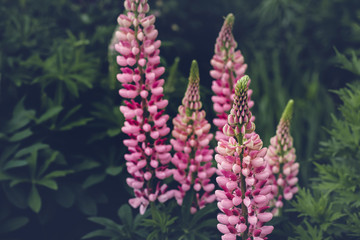 Obraz premium Beautiful lupine flowers at dusk. Moody bold colors. Summer Blurred background. Beautiful nature scene
