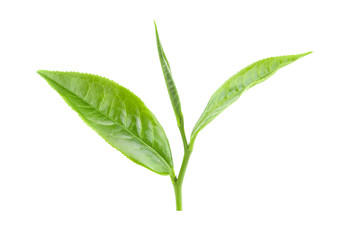 green tea leaf on white background