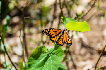 Fototapeta na wymiar Monarch butterfly on green leaves in the garden