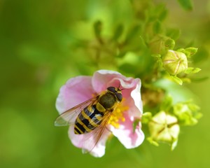 Hoverfly on a flower.