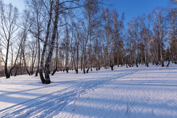 Birch grove on a winter day