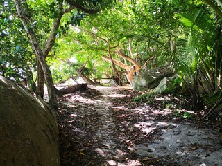 Seychellen, Karibik, Malediven, Mauritius, Reunion, Hawaii, Strand, Meer, Sonne, Urlaub, Reisen, Ferien, Palmen, Beach, Tropisch, Insel, Himmel, Wasser, Sommer, Paradies, Dschungel, Küste