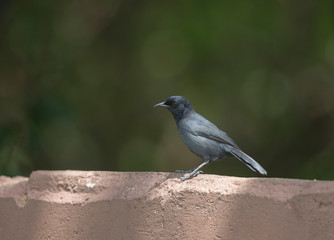 Southern Grey Black Flycatcher seen at Masai Mara, Kenya, Africa
