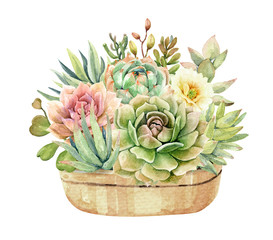 Watercolor cactus cacti and succulents in tree pot. Botanic composition layer path, di-cut alpha path clipping path isolated on white background for screen pattern fabric