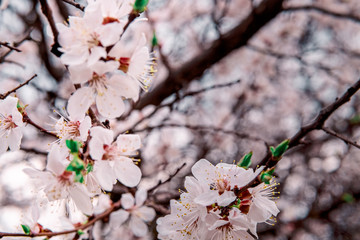 tender blooming in spring, young leaves, warming on a sunny day. beautiful young apricot flower on...