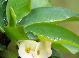 Raindrops sparkle on the leaves of the Crown of Thorns plant