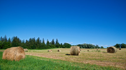 Fototapeta premium Hay rolls on farmland in Ontario