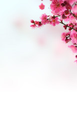 Beautiful spring flowers background, Season theme, hello spring
