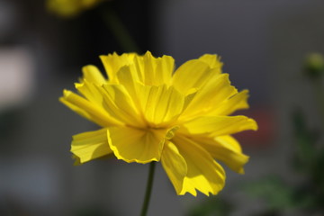 yellow flower