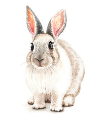 Obraz premium Watercolor Rabbit, Rabbit sitting layer path for Baby Shower, Print on Demand, Rabbit paint isolated on white background. This has clipping path.