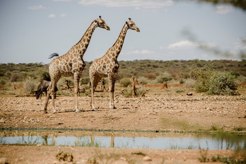 Giraffen, Namibia