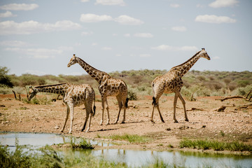 Obraz na płótnie Canvas Giraffen, Namibia