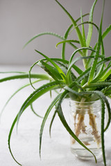 Fresh aloe leaves. Medicinal plant