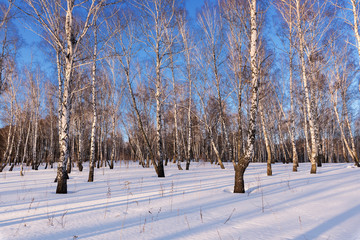 Birch grove on a winter day