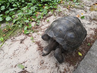 Seychellen, Karibik, Malediven, Mauritius, Reunion, Hawaii, Strand, Meer, Sonne, Urlaub, Reisen, Ferien, Palmen, Beach, Tropisch, Insel, Himmel, Wasser, Sommer, Paradies, Dschungel, Küste