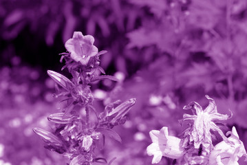 Canterbury bells (Campanula medium) in the summer garden close-up. Purple color toned