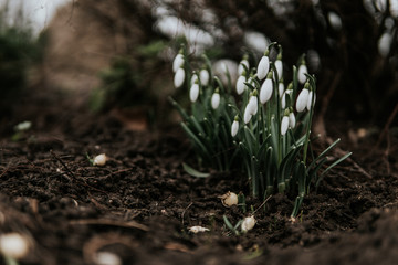 snowdrops in the forest