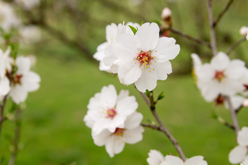 Almond tree blossom