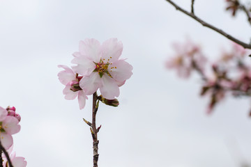 Almond flowers blooming
