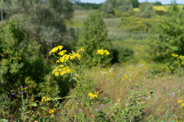 Yellow medicinal flower. growing in a natural environment. Field flowers