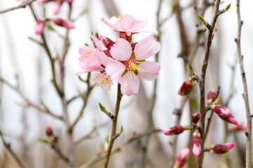 Almond flowers blooming